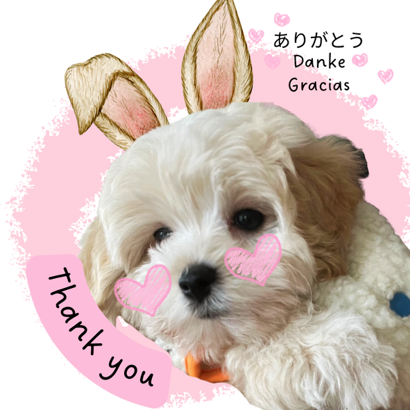 Brötchen the puppy saying thank you.